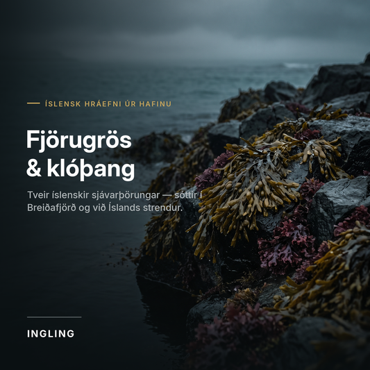 Fjörugrös (írskur sjávarmosi) og klóþang – íslensk hráefni úr hafinu
